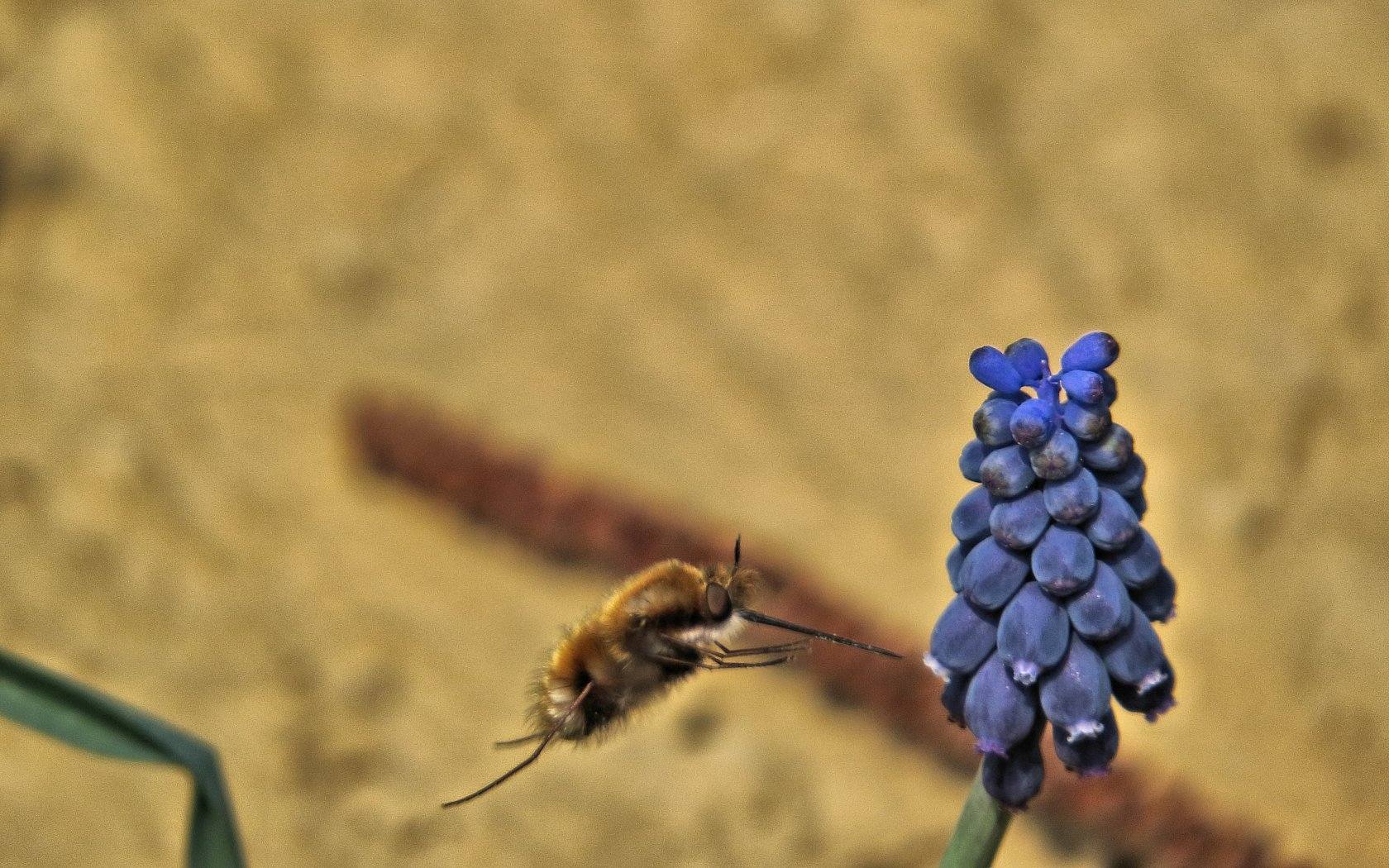 Ancora Bombylius (questo ho)